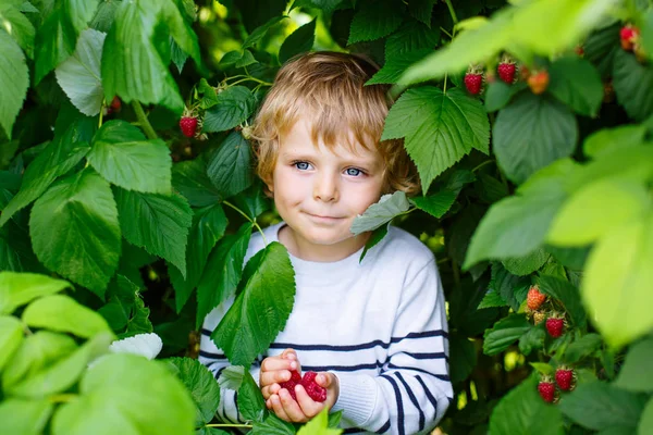 Little kid boy picking fresh berries on organic raspberry field farm — Stock Photo, Image