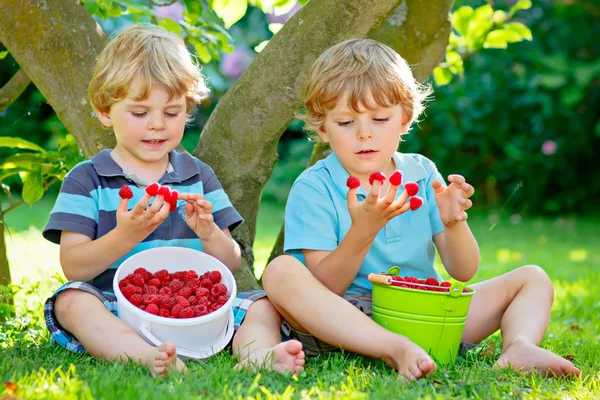 Två små vänner, kid pojkar ha kul på hallon gård i sommar — Stockfoto