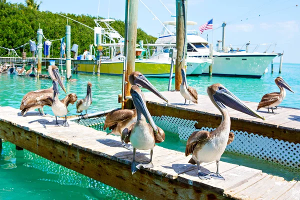 Grandes pelícanos marrones en Islamorada, Florida Keys —  Fotos de Stock