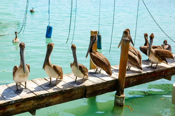 Duże brązowe pelikany w mieście Islamorada, Florida Keys — Zdjęcie stockowe