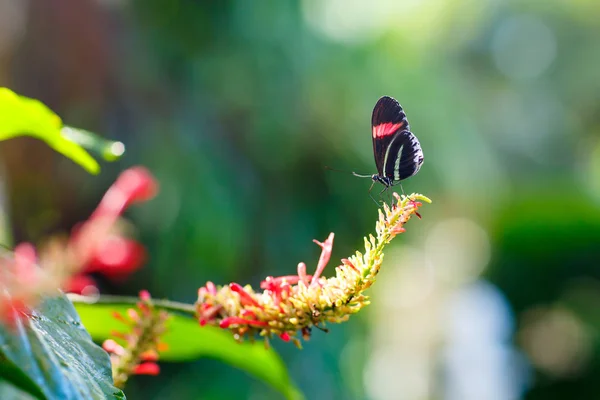 Une image de fermeture de foyer peu profonde d'un beau papillon — Photo