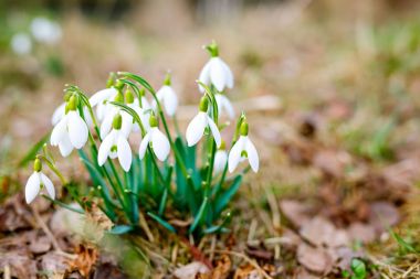 Snowdrops as first spring flowers. Plants blossoming on last years foliage clipart