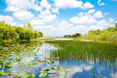 Florida wetland, Airboat ride at Everglades National Park in USA. clipart