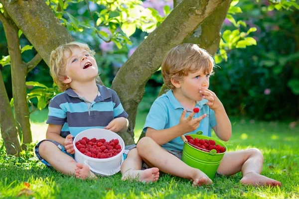 Två små vänner, kid pojkar ha kul på hallon gård i sommar — Stockfoto