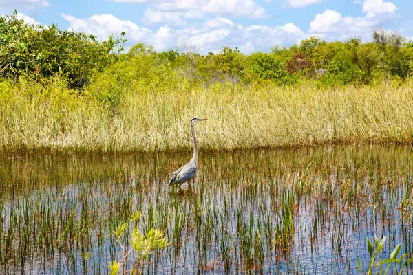 Humedal de Florida, Paseo en lancha aérea en el Parque Nacional Everglades en Estados Unidos . —  Fotos de Stock