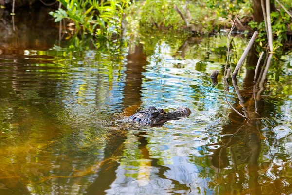 Amerikai aligátor Florida mocsári. Everglades Nemzeti Park, Amerikai Egyesült Államok. — Stock Fotó