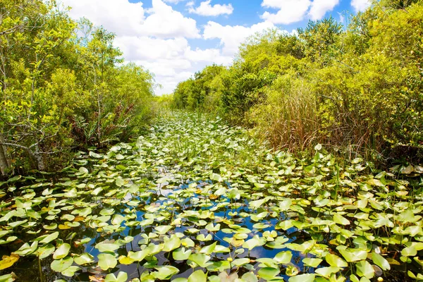 Florida sulak, tekne binmek Everglades Ulusal Park ABD. — Stok fotoğraf