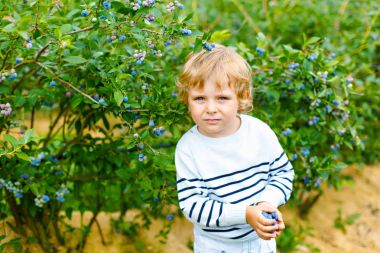 küçük çocuk çocuk organik blueberry alanı çiftlikte taze çilek toplama
