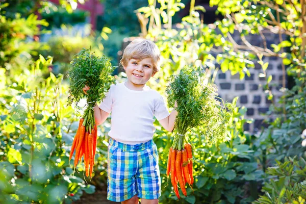 Menino pequeno feliz com cenouras no jardim doméstico — Fotografia de Stock