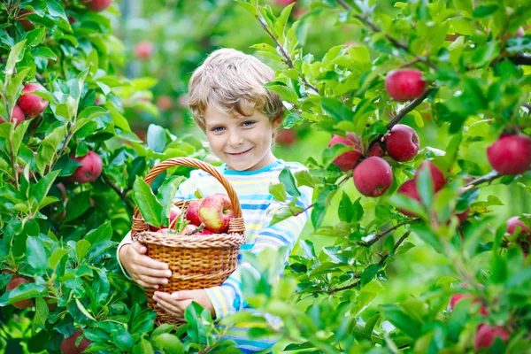 Petit garçon ramassant des pommes rouges à la ferme automne — Photo