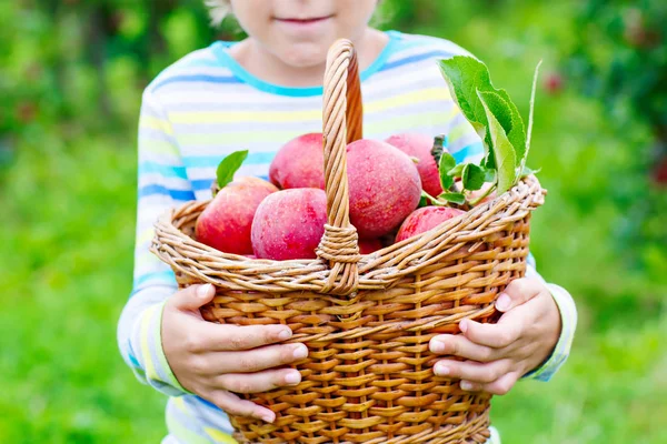 Little kid boy picking red apples on farm autumn — Stock Photo, Image