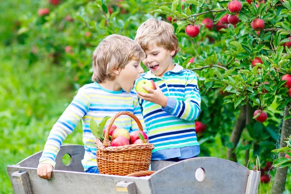Due adorabili bambini felici ragazzi raccogliendo e mangiando mele rosse in fattoria biologica — Foto Stock