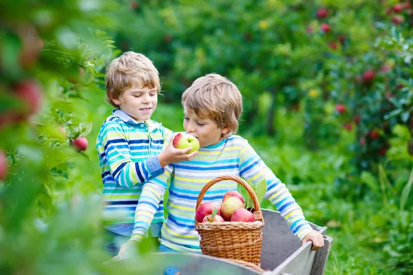 Два очаровательных счастливых маленьких мальчика собирают и едят красные яблоки на органической ферме — стоковое фото