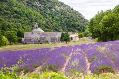 Abbey, senanque ve çiçek açan lavanta çiçekleri satırlar