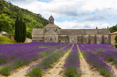 Abbey, senanque ve çiçek açan lavanta çiçekleri satırlar