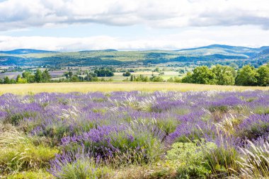 Lavanta alanları yakınında valensole Provence, Fransa.