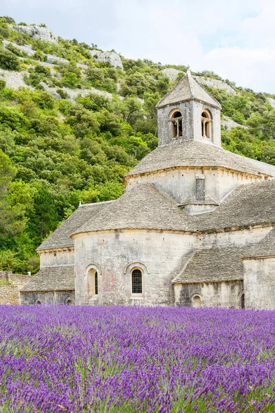 Klosteret i Senanque og blomstrende rader med lavendelblomster – stockfoto