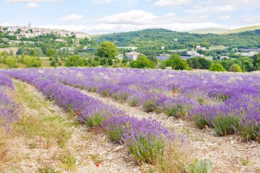 Lavanta alanları yakınında valensole Provence, Fransa.