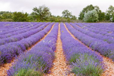 Lavanta alanları yakınında valensole Provence, Fransa.