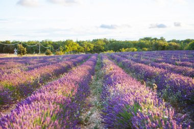Lavanta alanları yakınında valensole Provence, Fransa.