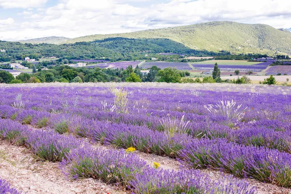 Lavendelfält nära valensole i provence, Frankrike. — Stockfoto