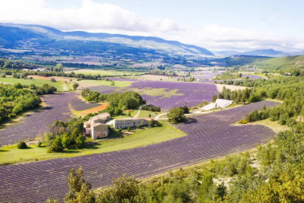 Campos de lavanda perto de Valensole em Provence, França . — Fotografia de Stock