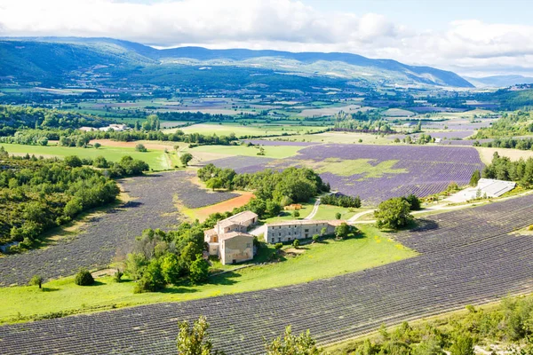 Lavender fields near Valensole in Provence, France. — Stock Photo, Image