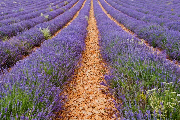 Campos de lavanda perto de Valensole em Provence, França . — Fotografia de Stock