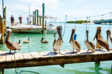 Islamorada, Florida Keys büyük kahverengi Pelikan