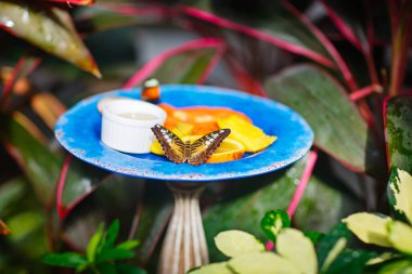 Güzel bir kelebek bir sığ odak portre görüntü