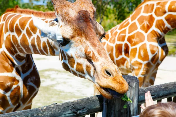 Little kid boy watching and feeding giraffe in zoo — Stock Photo, Image