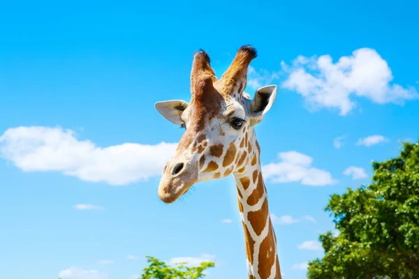 A zsiráfok a zoo safari Park. Gyönyörű vadon élő állatok — Stock Fotó