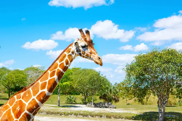 Jerapah di taman safari kebun binatang. Hewan satwa liar yang indah — Stok Foto
