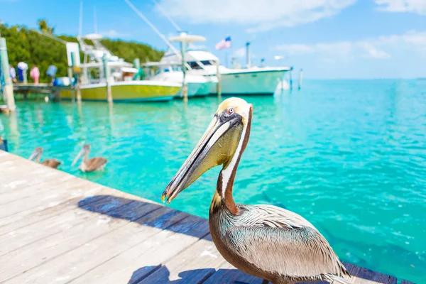 Velké hnědé pelikánů v Islamorada, Florida Keys — Stock fotografie