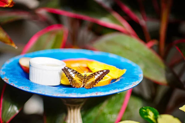 Mělké zaměření detailní snímky Krásný motýl — Stock fotografie