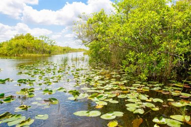 Florida sulak, tekne binmek Everglades Ulusal Park ABD.
