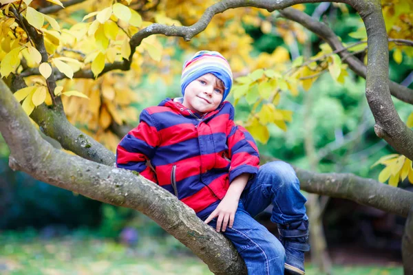 Little kid boy in colorful clothes enjoying climbing on tree on autumn day — Stock Photo, Image