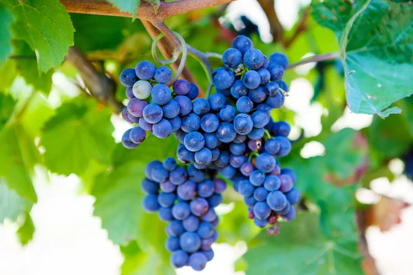 Uvas azules listas para la vendimia elaboradas por un viticultor en una bodega establecida . —  Fotos de Stock