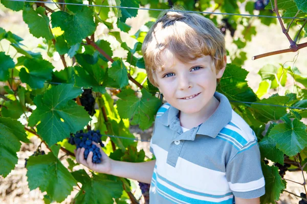 Szczęśliwy blondyn chłopiec z dojrzałych winogron niebieski — Zdjęcie stockowe