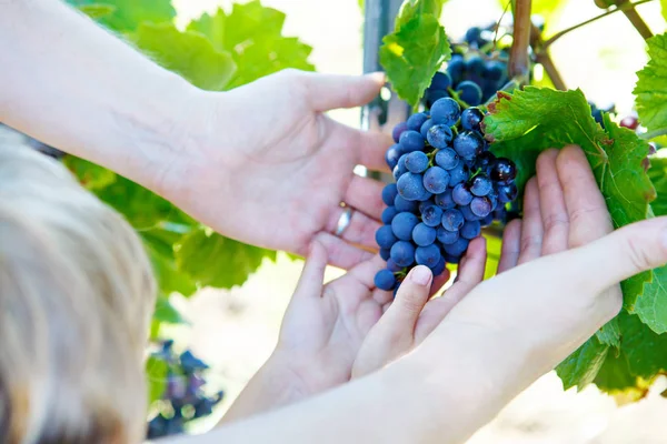 Mãos de criança e adulto com uvas azuis prontas para a colheita — Fotografia de Stock