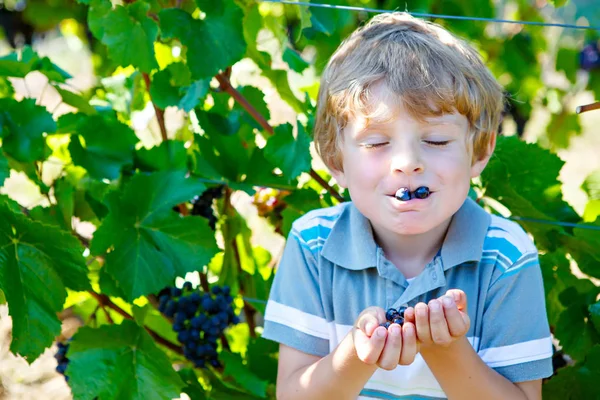 Gelukkig blond jongen jongen met rijpe blauw druiven — Stockfoto