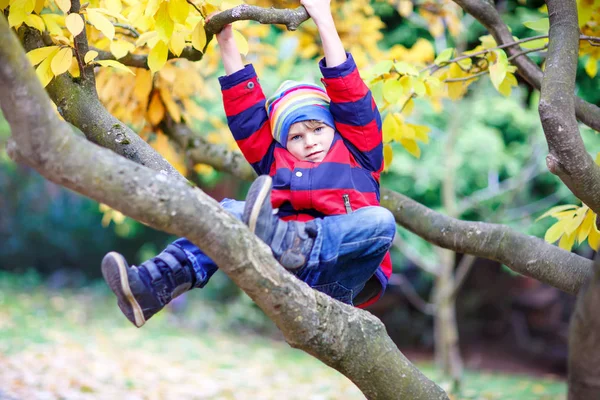 Niño pequeño en ropa colorida disfrutando de trepar en el árbol en el día de otoño —  Fotos de Stock
