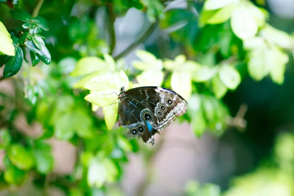 A shallow focus closup image of a beautiful Butterfly