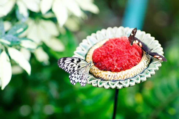 Una imagen de cierre de enfoque superficial de una hermosa mariposa — Foto de Stock