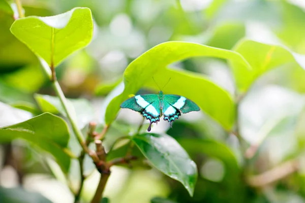 Una imagen de cierre de enfoque superficial de una hermosa mariposa — Foto de Stock