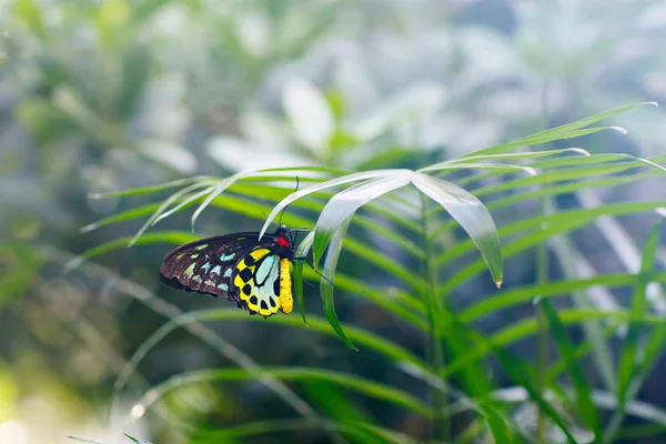 Une image de fermeture de foyer peu profonde d'un beau papillon — Photo