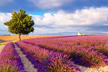 Lavanta alanları yakınında valensole Provence, Fransa.