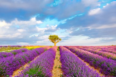 Lavanta alanları yakınında valensole Provence, Fransa.