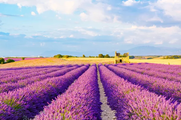 Çiçek açması lavanta ve ayçiçeği alanlarında Provence, Fransa. — Stok
