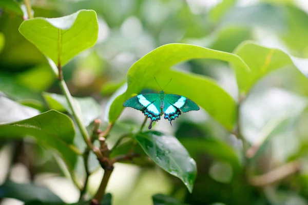 Una imagen de cierre de enfoque superficial de una hermosa mariposa — Foto de Stock